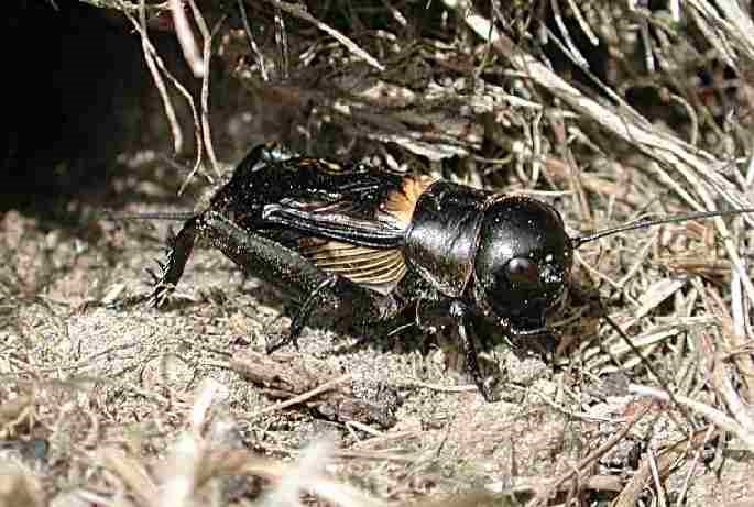 Le grillon champêtre