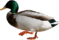 Canard