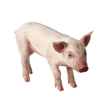 Cochon