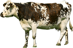 Vache