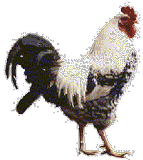 Coq